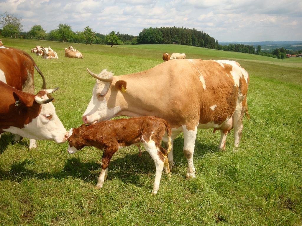 Baby- Und Kinderhof Aicherbauer Seeham Exterior foto
